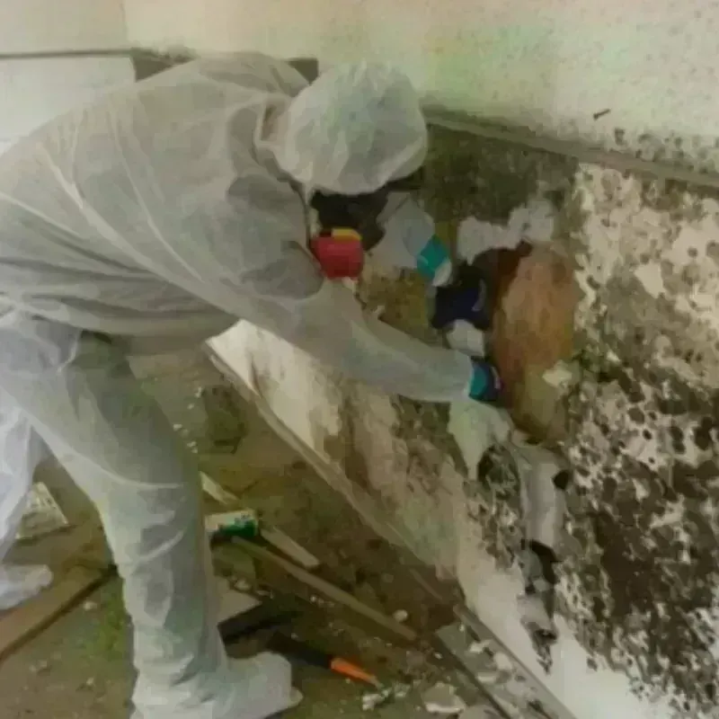 Mold Remediation and Removal in Fort Lee, NJ